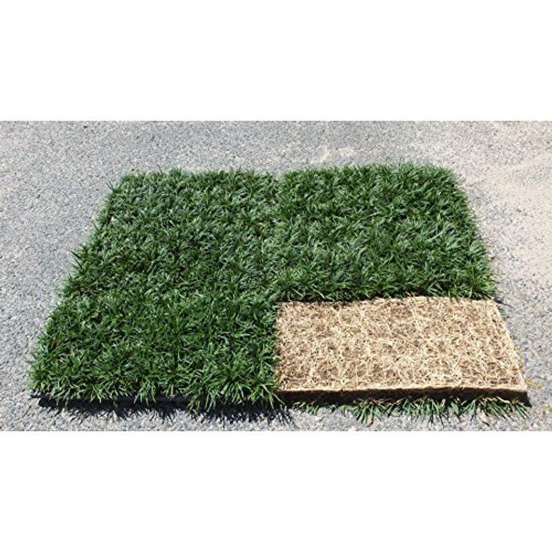 玉竜 マット６枚 1平米 セット 苗木 植木 かけはしjapanの玉竜 マット６枚 1平米 セット ならショッピング ランキングや口コミも豊富なネット通販 更にお得なpaypay残高も スマホアプリも充実で毎日どこからでも気になる