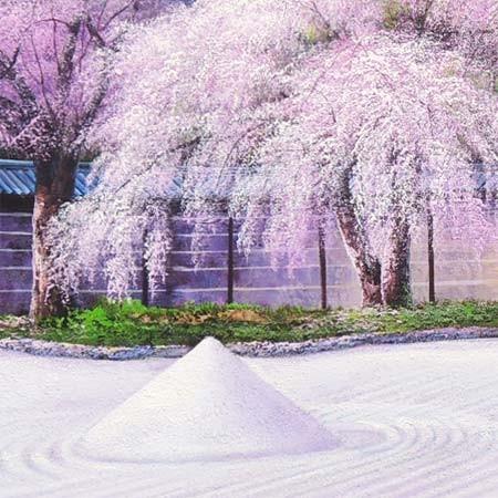 絵画 油絵 高台寺の桜 F30号 （木村由記夫） 【肉筆】【油絵】【日本の