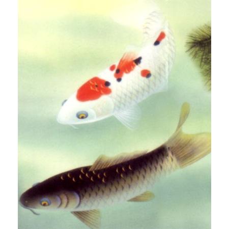 絵画(和装額) 優鯉 (森山観月) : 掛け軸・絵画の専門店 掛軸堂画廊