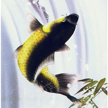 掛け軸　昇鯉　(芦田柳草)　　掛軸 【草風】