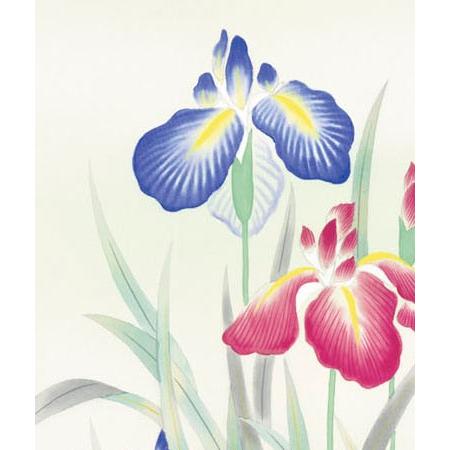掛け軸　菖蒲　(長江桂舟)　　掛軸 【法門】