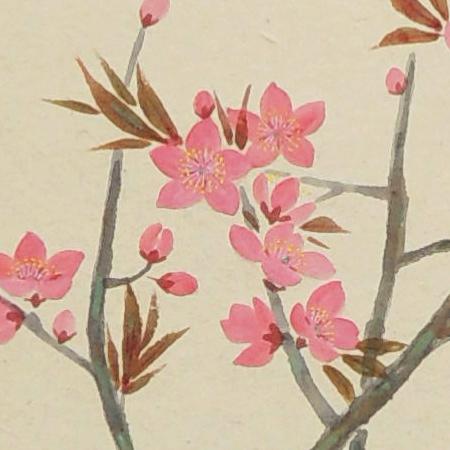 掛け軸 桃の花 （三宅和光） （掛軸小物なし） 【掛軸】 : 掛け軸
