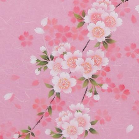 掛け軸　さくら　（南川康夫）　（掛軸小物なし）　　【掛軸】_1