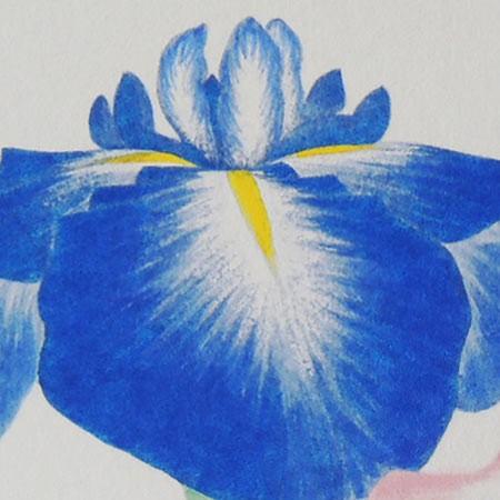 高級色紙「菖蒲」春穂（色紙絵） : 掛け軸・絵画の専門店 掛軸堂画廊
