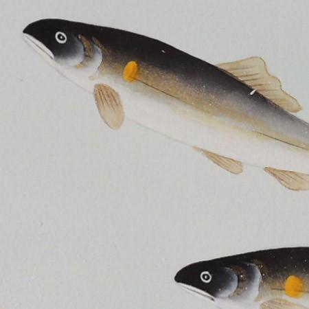 高級色紙「鮎」美法(色紙絵) : 掛け軸・絵画の専門店 掛軸堂 高級色紙「鮎」美法(色紙絵) : 掛け軸・絵画の専門店 掛軸堂