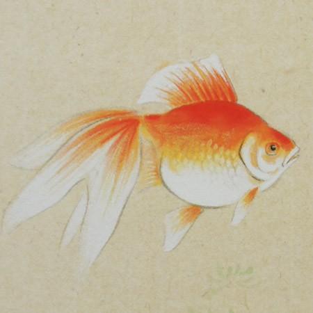 高級色紙「金魚」紅雲（色紙絵） : 掛け軸・絵画の専門店 掛軸堂画廊
