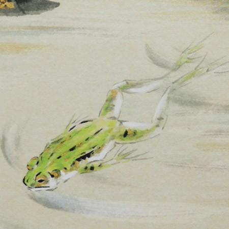 高級色紙「睡蓮に蛙」浩二（色紙絵） : 掛け軸・絵画の専門店 掛軸堂