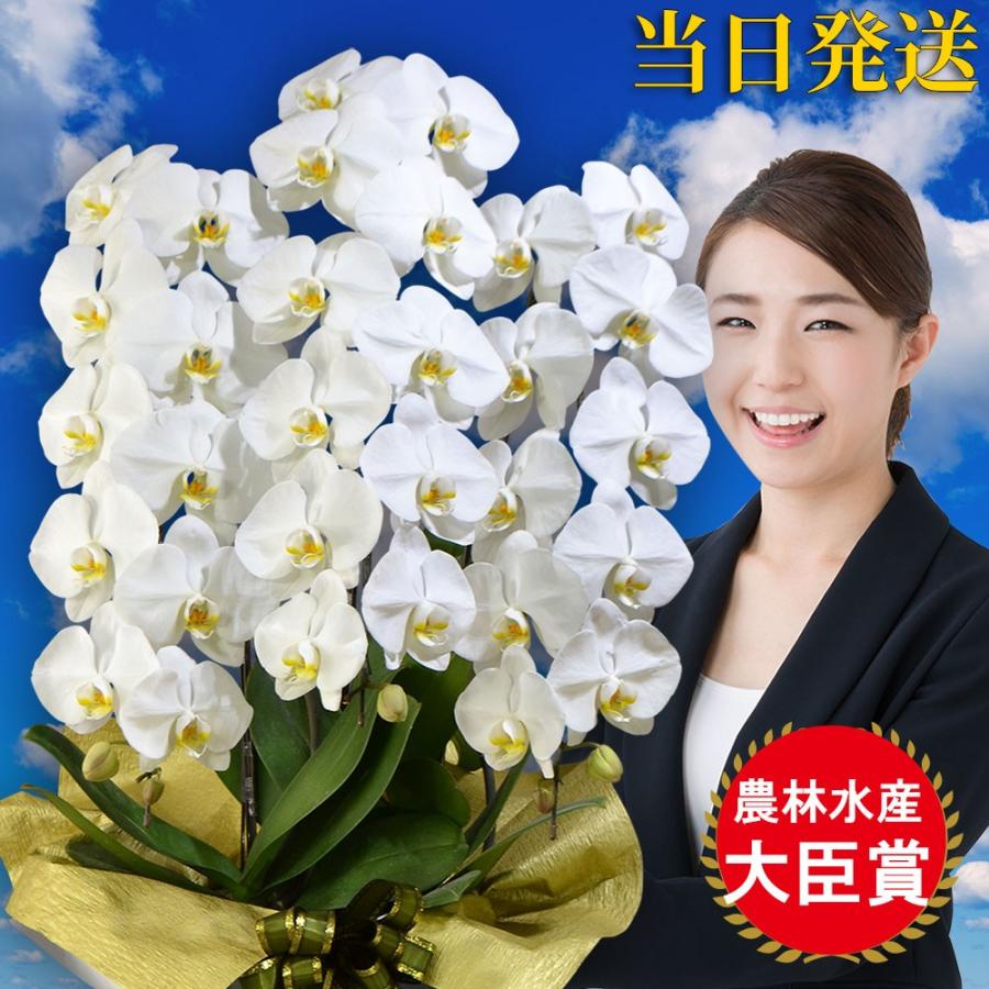 再再販 胡蝶蘭 大輪 3本立ち36輪 胡蝶蘭 ギフト お祝い 会社設立 オープン 内祝い スタンド 大輪 お供え 葬儀 葬式 仏事 法事 １回忌 献花 新版 Tv Creativetalentnetwork Com