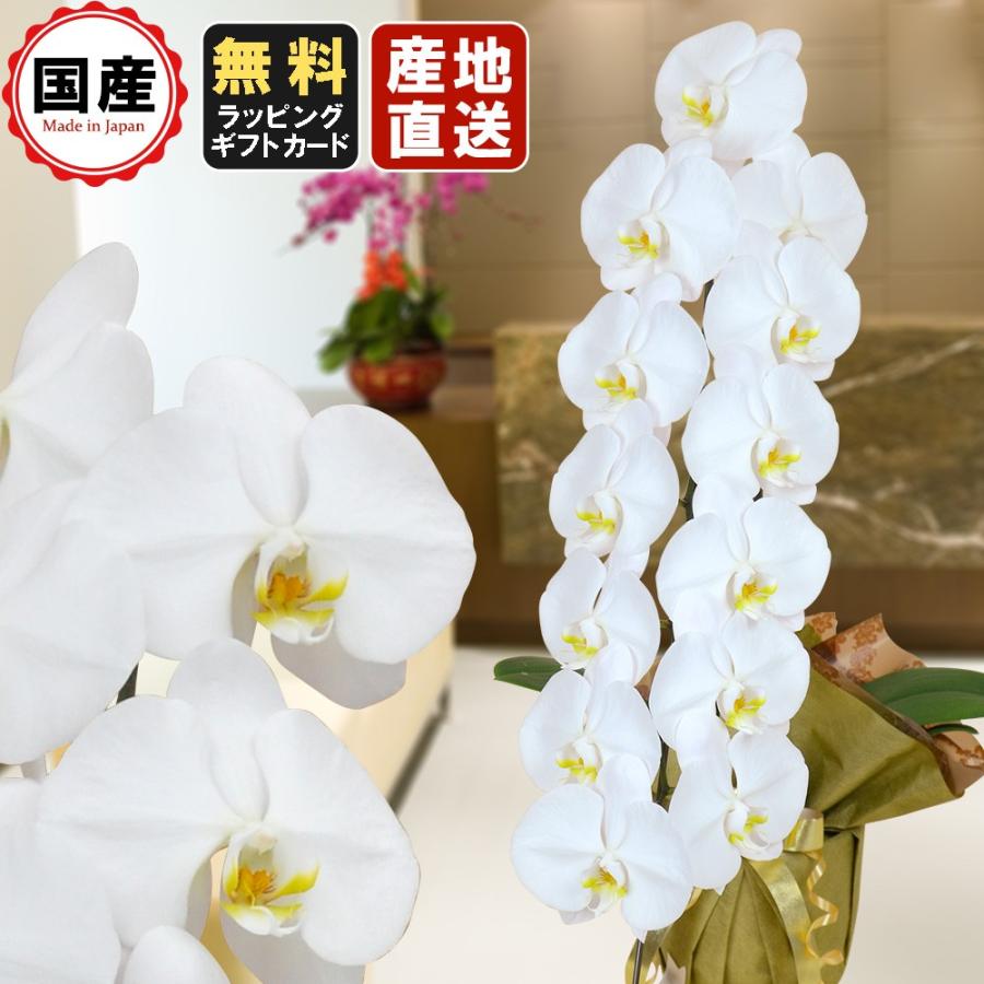 激安先着 お供え お悔や花 ５本立ち ３本立ち 大輪 スタンド 内祝い オープン 会社設立 白 大輪1本立ち13輪以上 胡蝶蘭 お中元 胡蝶蘭 ギフト スタンド胡蝶蘭 内祝い オープン 会社設立 葬儀 おしゃれ 献花 １回忌 法事 仏事 葬式 生花 Cityofalamosa Org