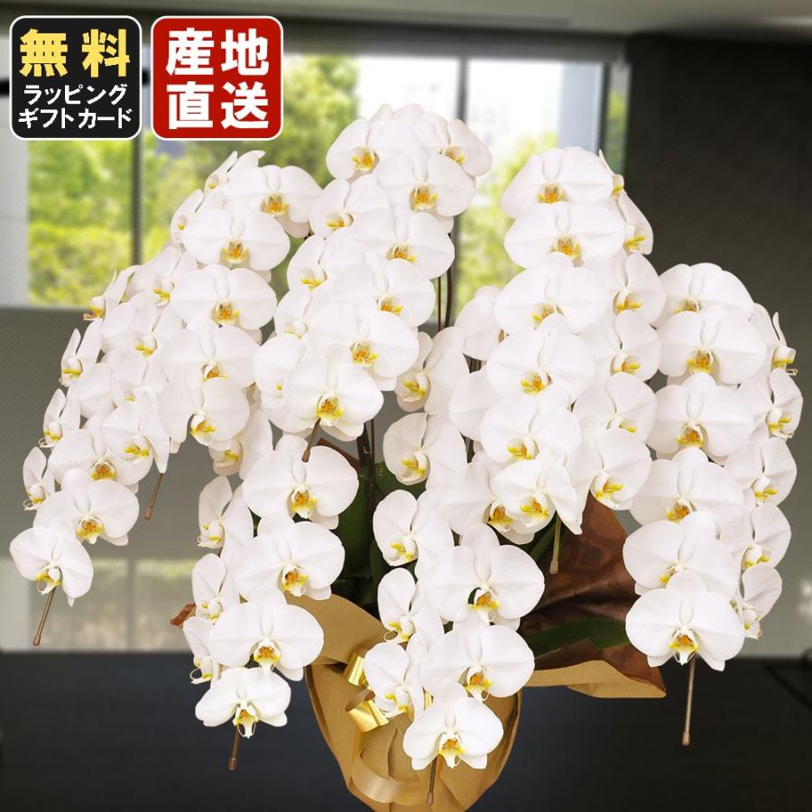 お中元 胡蝶蘭 大輪7本立ち77輪以上 白 会社設立 オープン 内祝い スタンド 大輪 ３本立ち ５本立ち お悔や花 お供え 葬儀 葬式 仏事 法事 １回忌 献花 おしゃれ