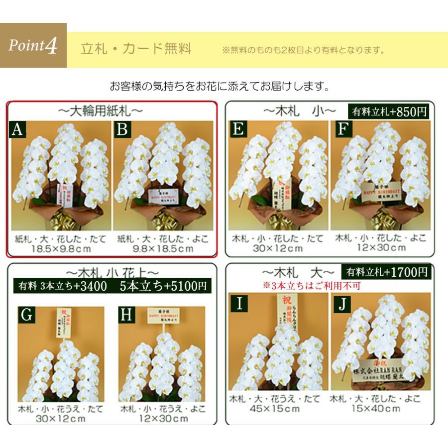 ★11時間以内発送★美品 お中元 胡蝶蘭 大輪7本立ち77輪以上 白 会社設立 オープン 内祝い スタンド 大輪 ３本立ち ５本立ち お悔や花 お供え 葬儀 葬式 仏事 法事 １回忌 献花 おしゃれ 【9732816050】(34558円)