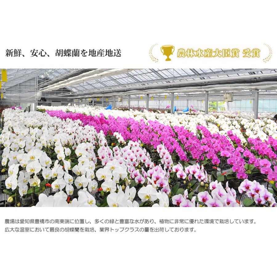 ★11時間以内発送★美品 お中元 胡蝶蘭 大輪7本立ち77輪以上 白 会社設立 オープン 内祝い スタンド 大輪 ３本立ち ５本立ち お悔や花 お供え 葬儀 葬式 仏事 法事 １回忌 献花 おしゃれ 【9732816050】(34558円)