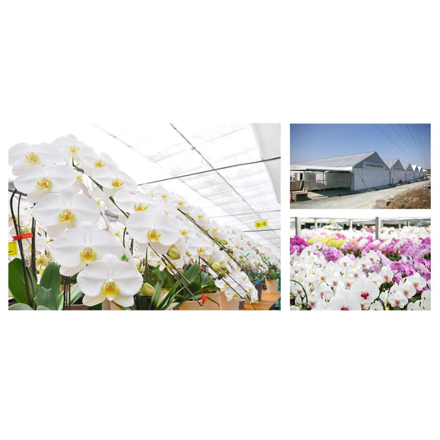 ★11時間以内発送★美品 お中元 胡蝶蘭 大輪7本立ち77輪以上 白 会社設立 オープン 内祝い スタンド 大輪 ３本立ち ５本立ち お悔や花 お供え 葬儀 葬式 仏事 法事 １回忌 献花 おしゃれ 【9732816050】(34558円)