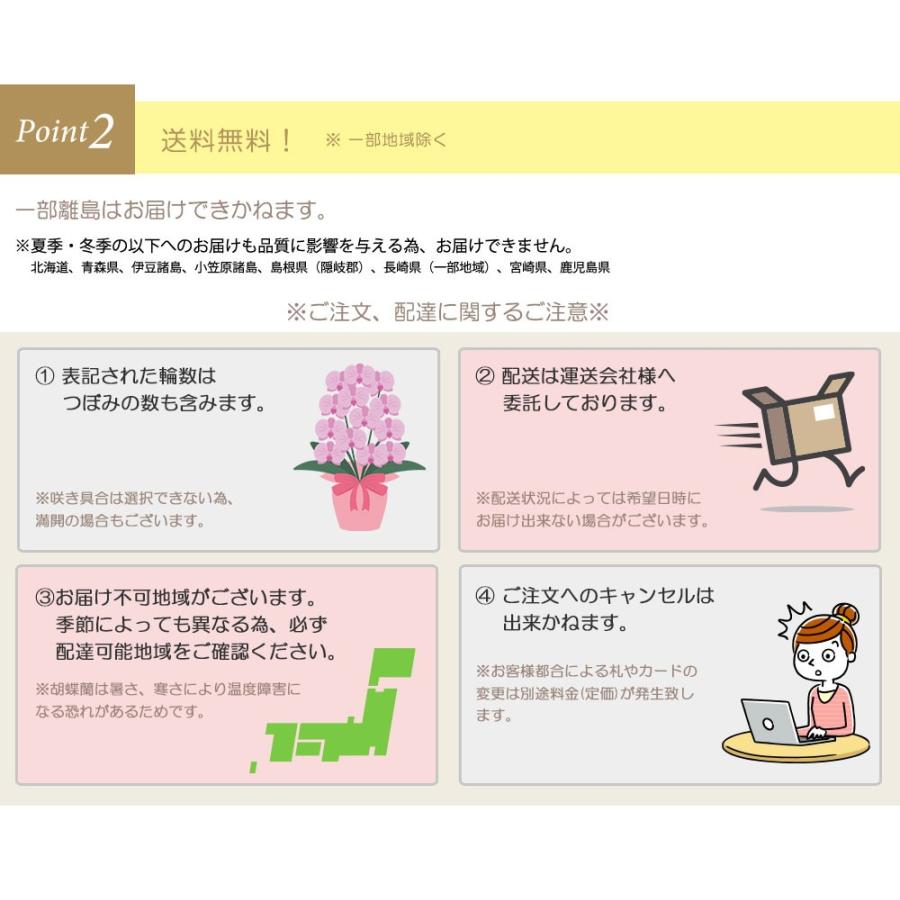 ★11時間以内発送★美品 お中元 胡蝶蘭 大輪7本立ち77輪以上 白 会社設立 オープン 内祝い スタンド 大輪 ３本立ち ５本立ち お悔や花 お供え 葬儀 葬式 仏事 法事 １回忌 献花 おしゃれ 【9732816050】(34558円)