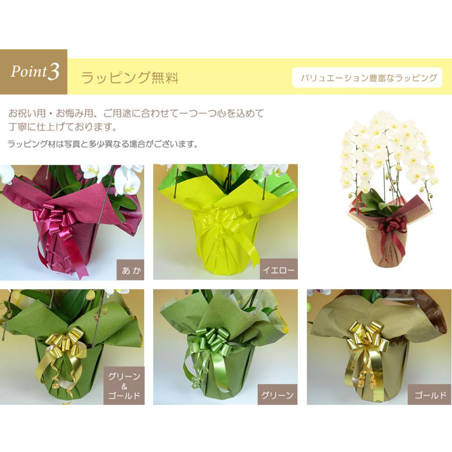 ★11時間以内発送★美品 お中元 胡蝶蘭 大輪7本立ち77輪以上 白 会社設立 オープン 内祝い スタンド 大輪 ３本立ち ５本立ち お悔や花 お供え 葬儀 葬式 仏事 法事 １回忌 献花 おしゃれ 【9732816050】(34558円)