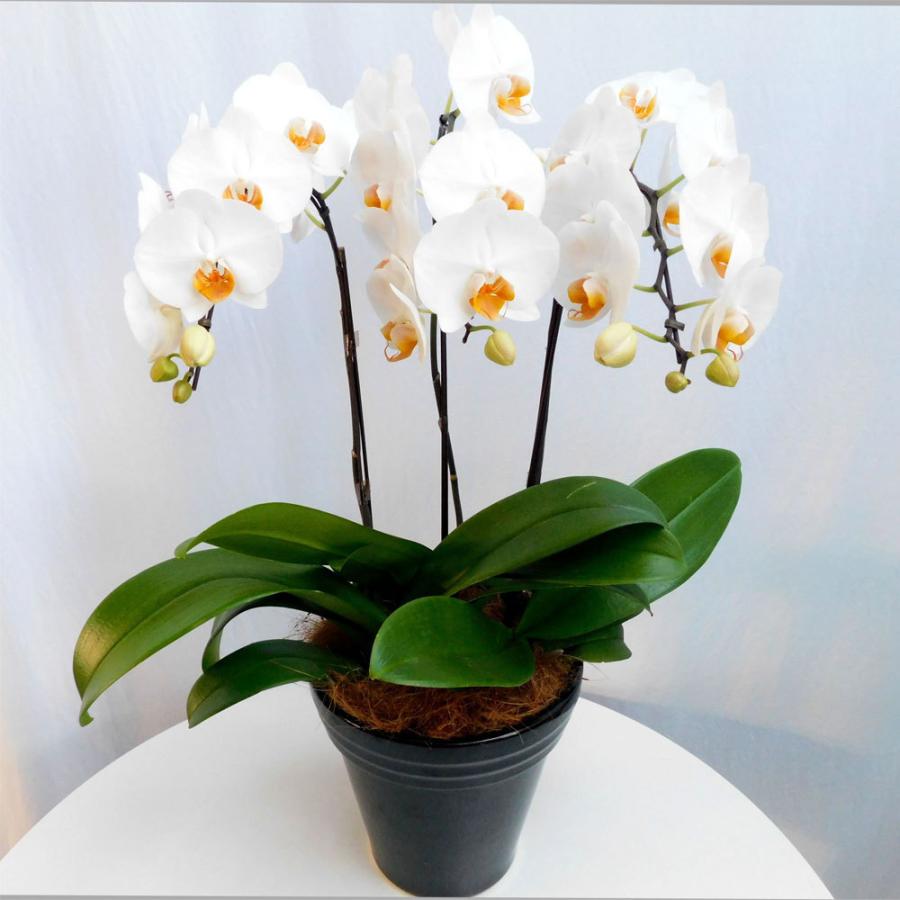 安い購入 お中元 父の日 ギフト ミディ胡蝶蘭 6 5号鉢 特3本立ち 天祥 ミニ 胡蝶蘭 マイクロ 胡蝶蘭 ピンク プレゼント 開店祝い 母の日 お祝い Siina 124 ハレノ広場 通販 Yahoo ショッピング 最新の激安 App Hds Dep Com