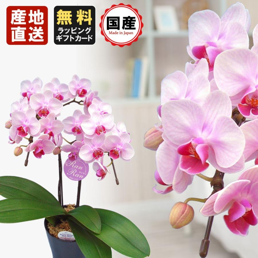 完成品 鉢花 鉢植え お祝い ラッピング メッセージ無料 送料無料 ミニ胡蝶蘭 ギフト ミニ 胡蝶蘭 ミディ 胡蝶蘭 4号鉢 2本立 ライトピンク 送料無料 お花 プレゼント お祝い 開店祝い 贈り物 父の日 生花 Www Smssvg Org