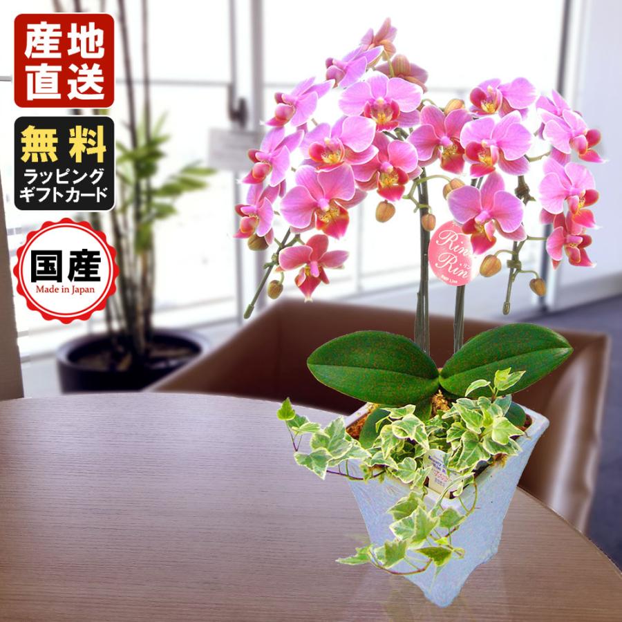 ミニ胡蝶蘭 ギフト 胡蝶蘭 ミニ ミディ 5号鉢 2本立 観葉寄せ ピンク お花 プレゼント 開店祝い 母の日 お祝い 贈り物 父の日 内祝い ミニ胡蝶蘭 ギフト 胡蝶蘭 ミニ ミディ 5号鉢 2本立 観葉寄せ ピンク お花 プレゼント 開店祝い 母の日 お祝い 贈り物 父の日 内祝い