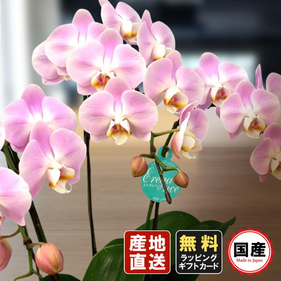 正規激安 お中元 父の日 ギフト 胡蝶蘭 ミニ 胡蝶蘭 ミディ 胡蝶蘭 6号鉢 3本立 ピンク02 エレガンス お花 プレゼント 開店祝い 母の日 お祝い 贈り物 日本製 Www Foroactua Com
