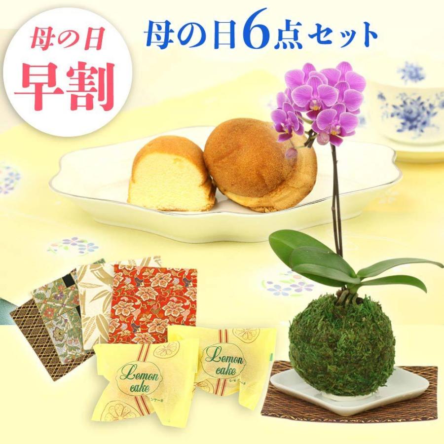 母の日 早割 プレゼント ギフト 苔玉 3号鉢植え 1本立てとレモンケーキ2つ 金襴織物の敷物4枚セット 生花 花鉢 ミニ胡蝶蘭 鉢植え 花 スイーツ Siina00ko03f100 Ck ハレノ広場 通販 Yahoo ショッピング