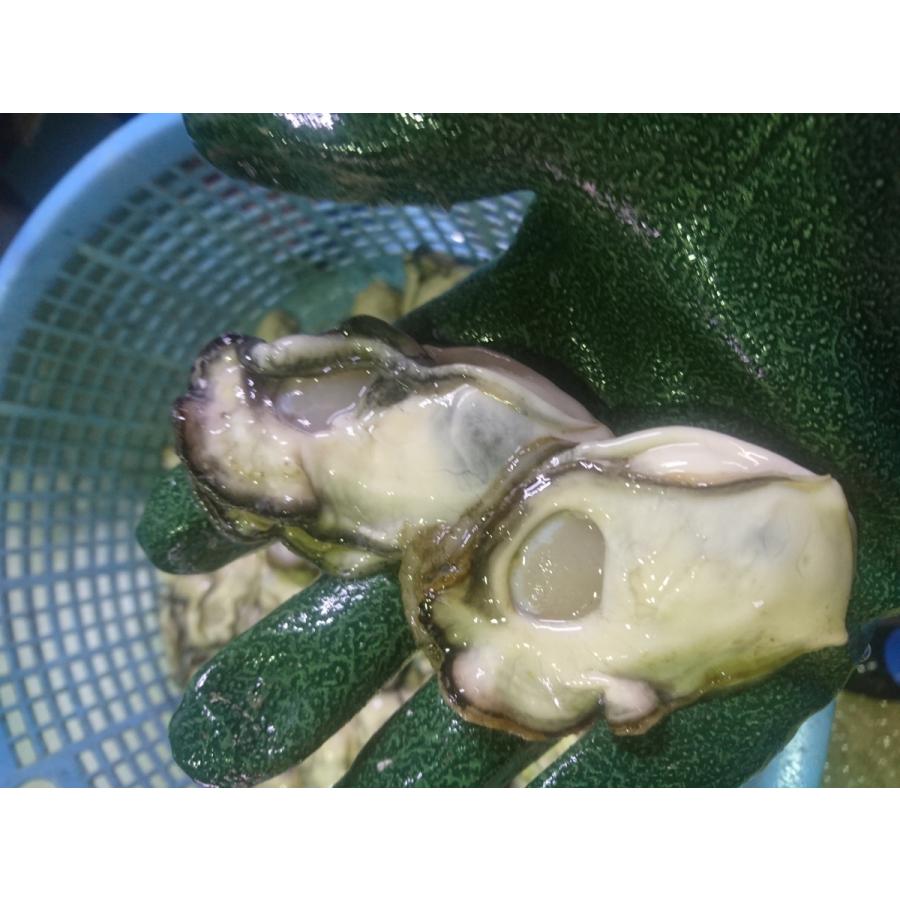 Sale 71 Off 送料無料 剥き身 牡蠣 ５００ｇ ４個兵庫県 相生海域 漁師 が販売 とれたて新鮮です 生食用 かき Arkhitek Co Jp