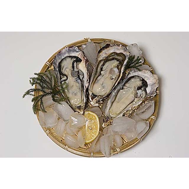 送料無料] 殻付き 牡蠣 5kg【冷蔵便】兵庫県 相生海域 漁師 が販売