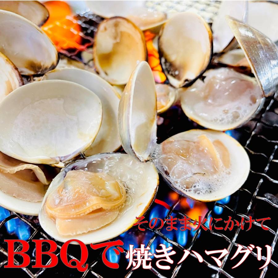 kakiya 殻付きはまぐり Lサイズ 500g /PC 砂抜き済み (500gで10〜15個