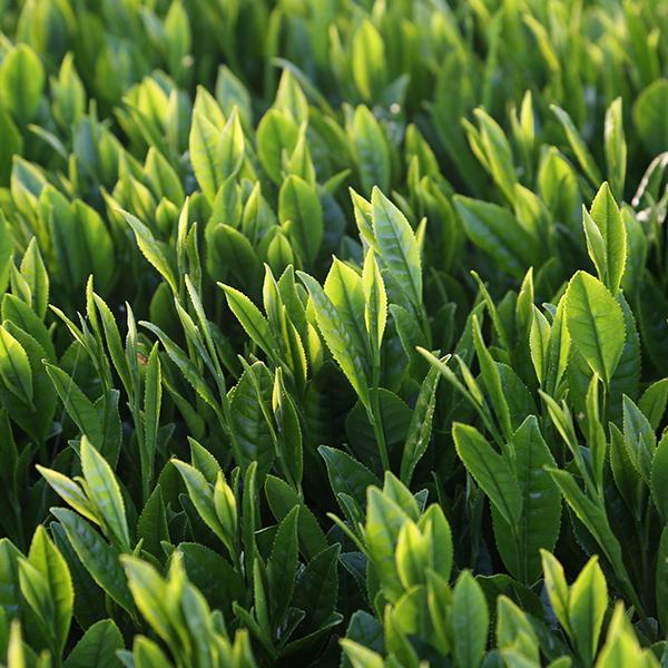 新品未開封 嬉野 釜炒り抹茶 20g×3缶 抹茶 3缶セット Matcha