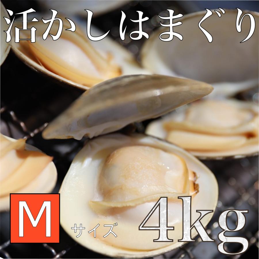 活かしはまぐり 4kg Mサイズ  約100-120個 BBQ はまぐり鍋 ギフト お食い初め バーベキュー  酒蒸し 中国産 桑名 畜養 はまぐり