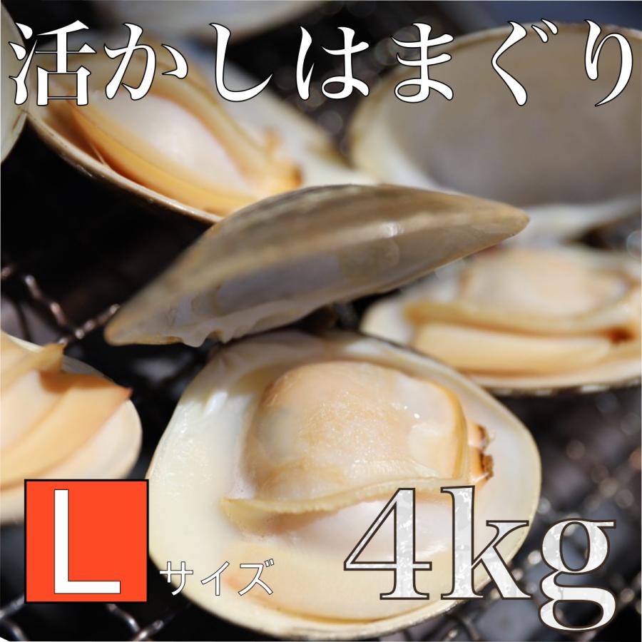 活かしはまぐり 4kg Lサイズ 約60-80個 BBQ はまぐり鍋 ギフト お食い初め バーベキュー  酒蒸し 特大 中国産 桑名 畜養 はまぐり