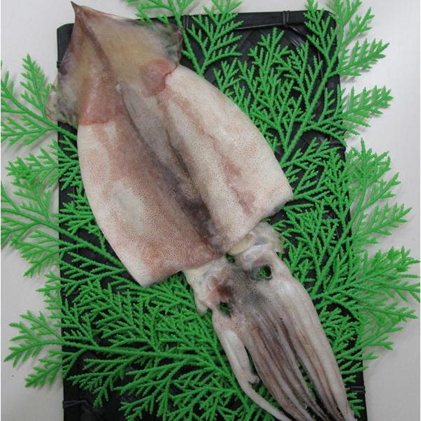 角助屋 干物 無添加 するめ スルメ 一夜干し １枚入 小 伊勢志摩 国産 三重県 いか イカ するめいか オンライン限定商品