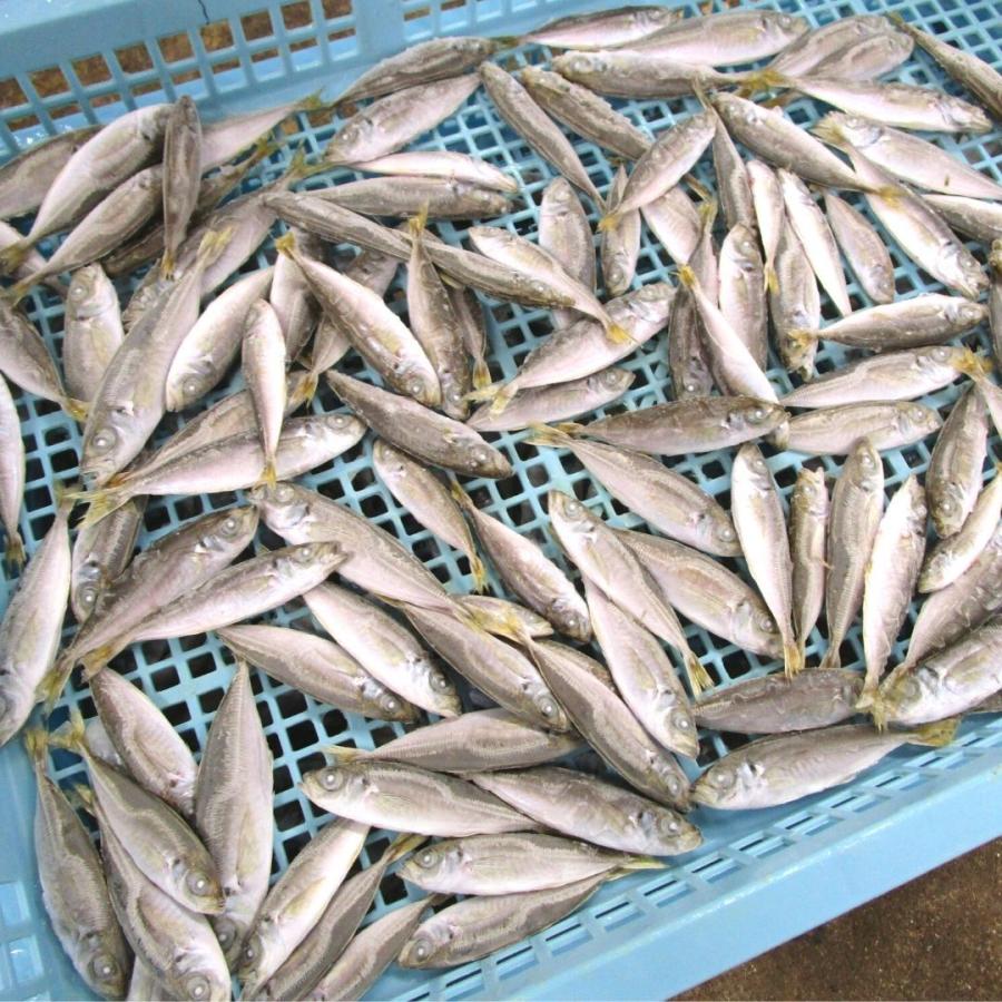 無添加 無塩 豆あじ 業務用 g前後 ｉｑｆ ８ｋｇ ２箱 １６ｋｇ 地域別送料 佐川急便発送 あじ 国産 伊勢志摩 角助屋 他商品同梱不可 M 8 干物丸干しの角助屋 通販 Yahoo ショッピング