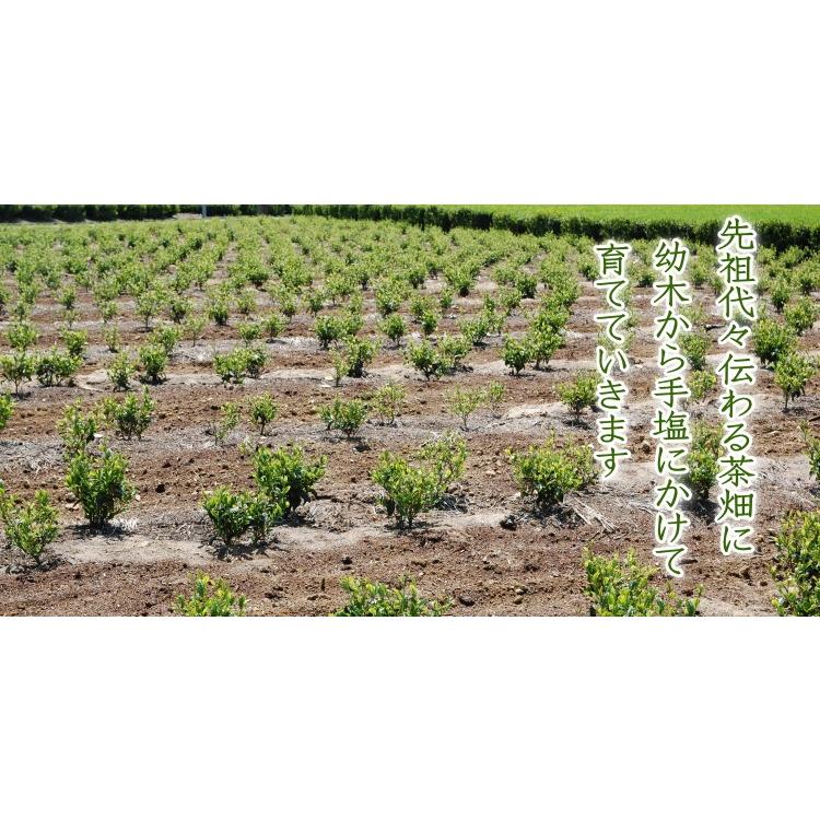 新茶 2025年産 お茶 茶農家の愛用茶 とってもお得な1キロパック