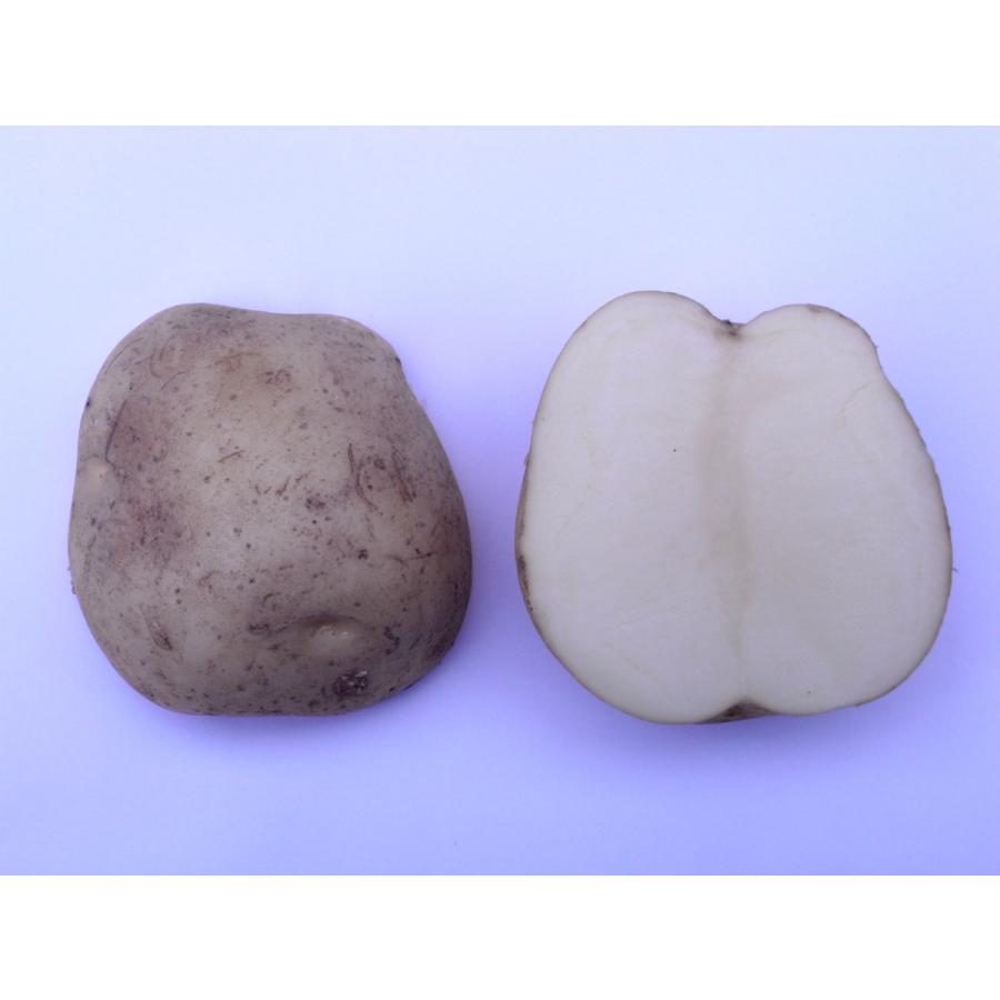 じゃがいも 種芋 キタカムイ 1kg 農業資材専門店 農援 Com 通販 Paypayモール