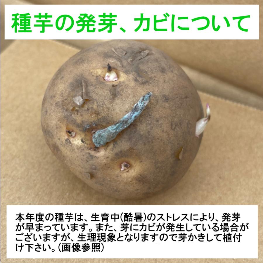 北海道産種じゃがいも 種芋 とうや 10kg : 農業資材専門店 農援 北海道産種じゃがいも 種芋 とうや 10kg : 農業資材専門店 農援