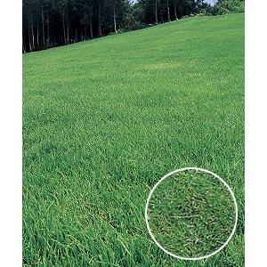 限定価格セール タキイ種苗 芝種 野芝 ノシバ ゼニス 1kg 楽天市場 Www Traumazim Com