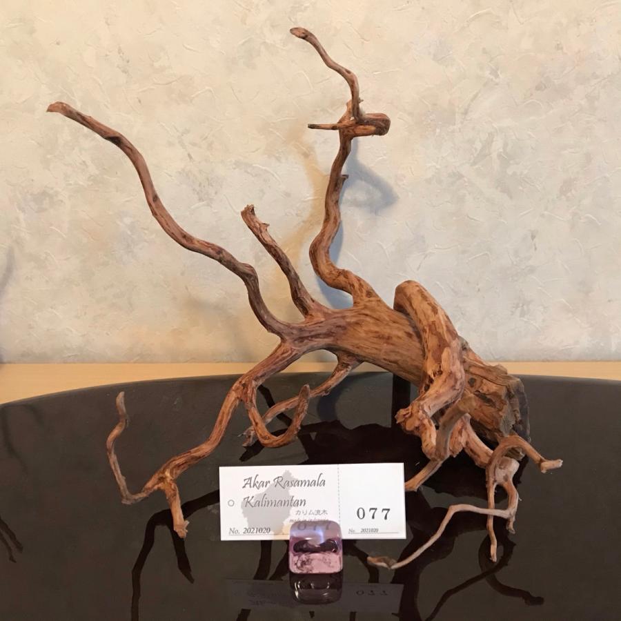 カリム流木 自然流木 小中型2本セット 60cm水槽 流木 アクアリウム ビバリウム インテリア 店舗装飾 ハンドメイド am2 Kalim 通販 Yahoo ショッピング