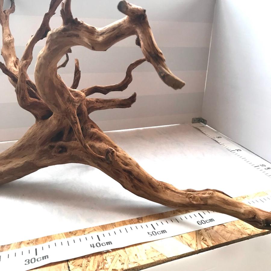流木 超大型 Xxl インテリア アクアリウム テラリウム 自然流木 大型水槽 流木アート No 566 ax1 Kalim 通販 Yahoo ショッピング