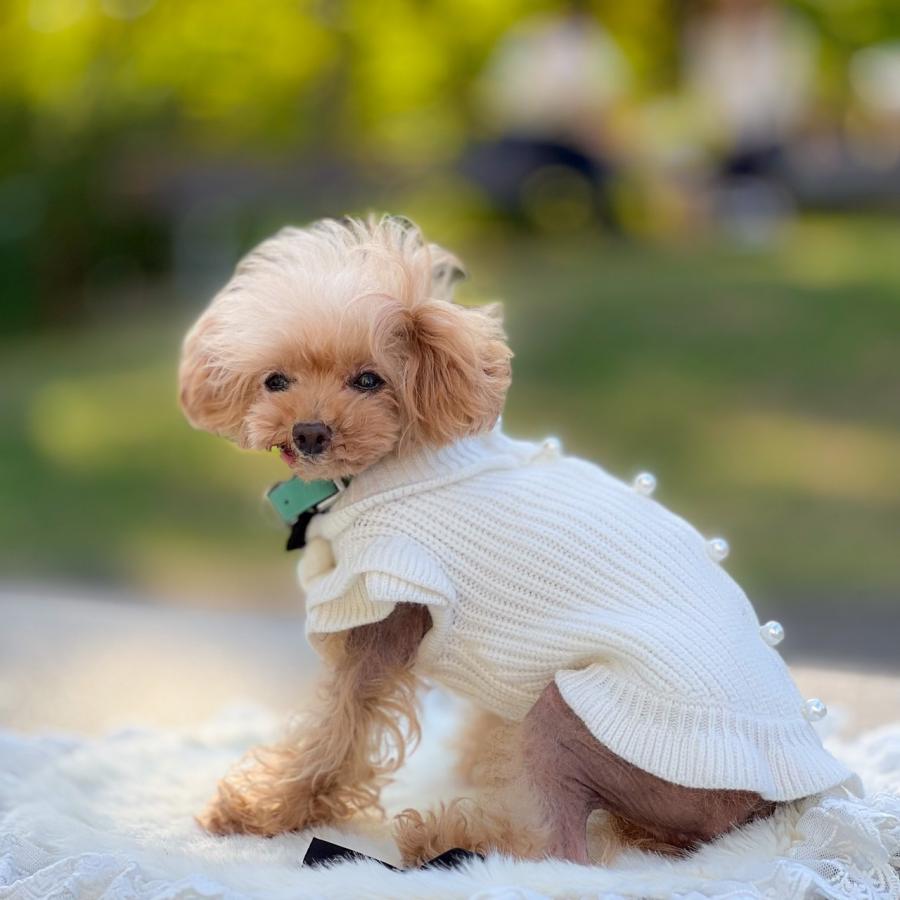 【オーダーページ】犬服　ボンバーヒートのバルーンワンピース カシミヤ混パールボタンワンピース｜犬服 小型犬 ドッグウェア 秋冬