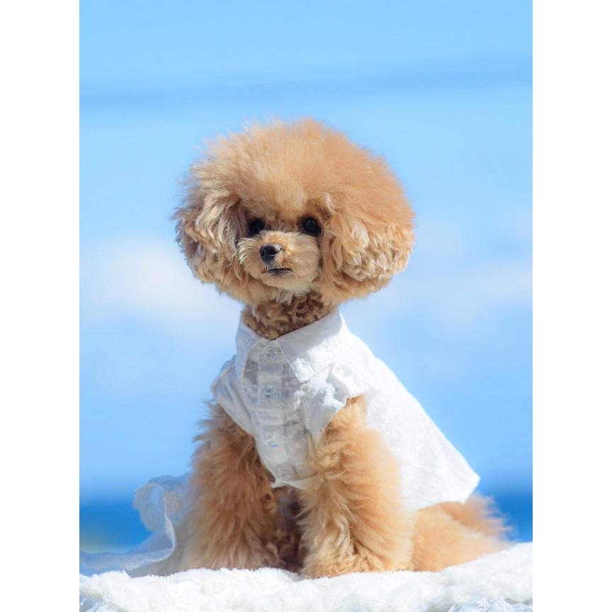犬の服 かわいい Kalina ペットウェア トイプードル わんこ服 かりーな いぬふく 犬服 コットンレース男の子シャツ K Kalinawansgogoh 通販 Yahoo ショッピング