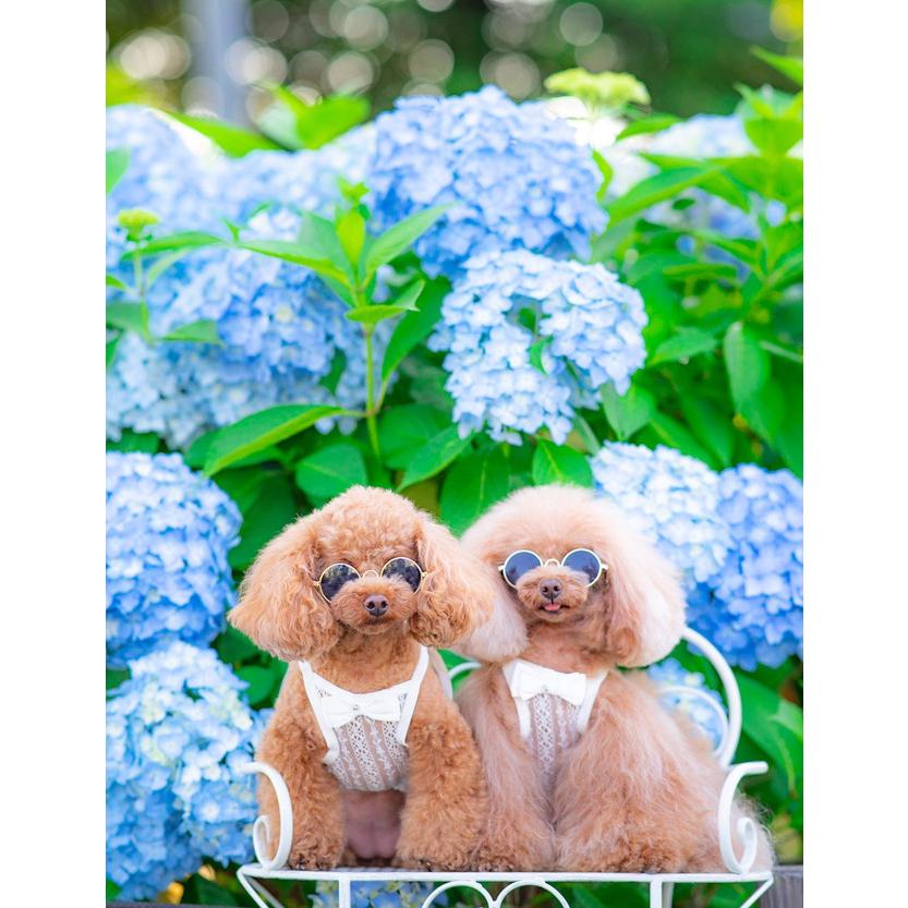 犬の服 かわいい Kalina ペットウェア トイプードル わんこ服 かりーな いぬふく 犬服 縦レース裾フリルキャミソール K Kalinawansgogoh 通販 Yahoo ショッピング