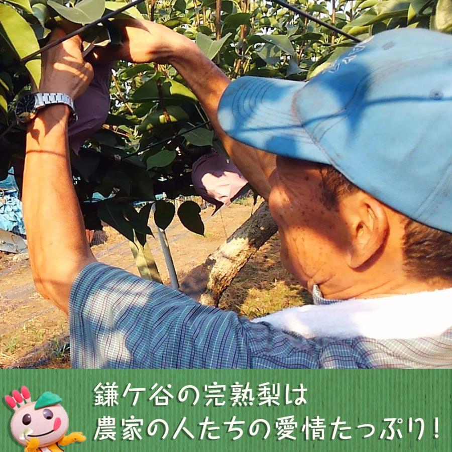 千葉県 鎌ケ谷 梨 かまたんのふるさと梨 完熟梨 豊水 5kg 10 14個