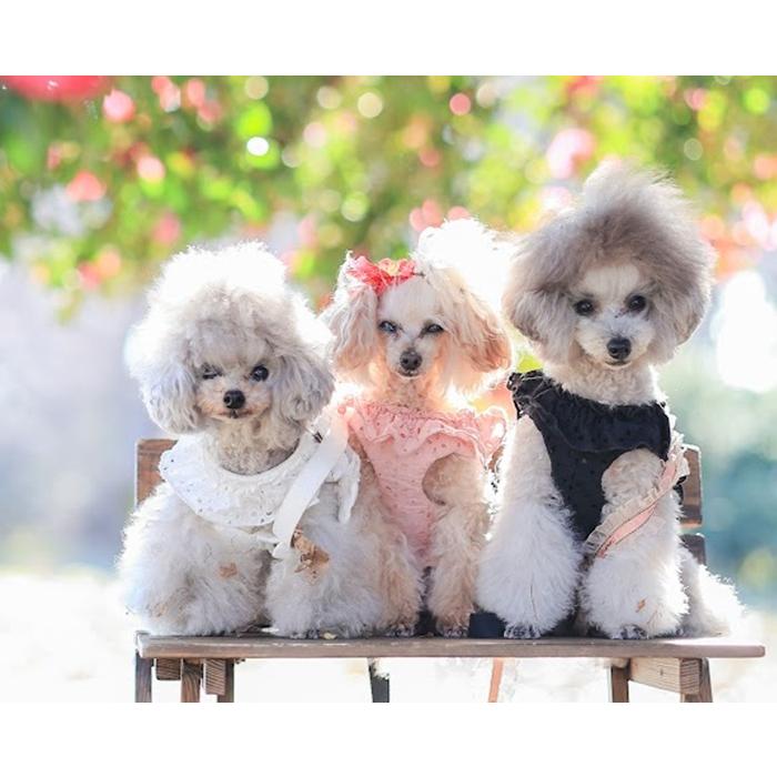 kamakuradog（鎌倉DOG） フリルレースハーネス・リード 犬の服 : 鎌倉