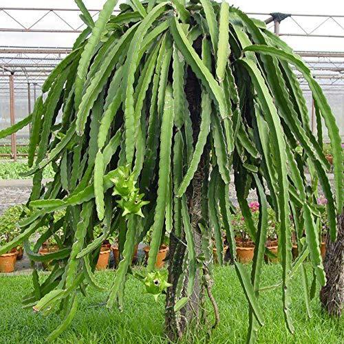 ドラゴンフルーツ 白肉 果樹苗 10 5cmポット 1個 サボテンの仲間 丈夫で育成が簡単 花は月下美人に似ており 一晩限り咲く豪華な花は美しく 南米 S Kaマート 通販 Yahoo ショッピング