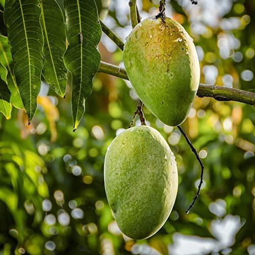 楽天ランキング1位 マンゴー キーツの苗木 果樹苗 1年生 接木苗 1個 ポット苗なので年中植付け可能 キーツは生産量が少なく市場にはほとんど出ませんので 幻のマンゴー 超人気の Www Fiscaliaguerrero Gob Mx