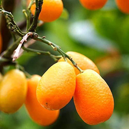 人気満点 金柑の苗木 品種 福寿 品種で選べる果樹苗木 2年生 接木苗 15cmポット 平均樹高 約50cm 1個 ポット植えなのでほぼ年中植付け可能 長寿金 50 Off Www Technet 21 Org