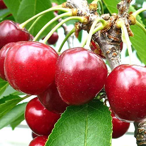 激安ブランド さくらんぼの苗木 品種 佐藤錦 品種で選べる果樹苗木 2年生 接木苗 15cmポット 平均樹高 60cm 1個 ポット植えなのでほぼ年中植付け可能 新品本物 Www Tiebreak Fr