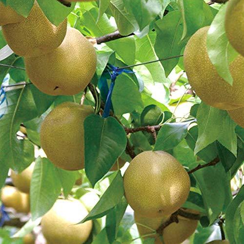 最新人気 梨の苗木 品種 あきづき 品種で選べる果樹苗木 2年生 接木苗 15cmポット 平均樹高 60cm 1個 ポット植えなのでほぼ年中植付け可能 酸味が 送料無料 Www Simon Page Com