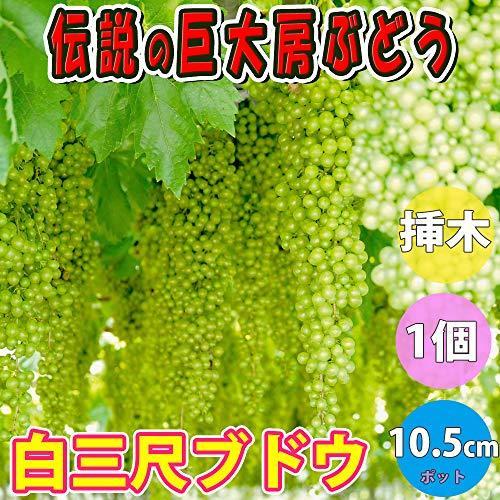 ぶどう苗 白三尺ぶどう 巨大房ぶどう 果樹苗 10 5cmポット 挿し木苗 1個 ポット苗なので年中植付け可能 落葉時期は葉がついていません 即出荷 S Kaマート 通販 Yahoo ショッピング