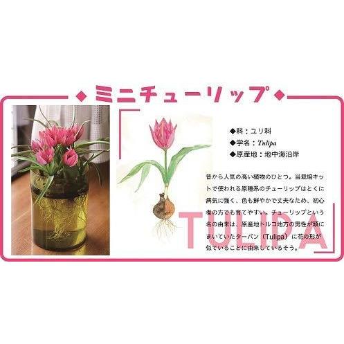 植物まるはだか ミニチューリップ球根水栽培セット 水栽培キット 土いらず お水を入れて 球根セットするだけ じっくり観察 水替え簡単 S Kaマート 通販 Yahoo ショッピング